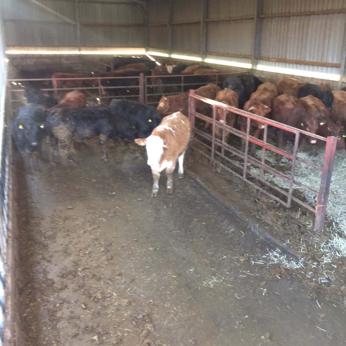 Orkney sloping floor cattle sheds Page 9 The Farming Forum