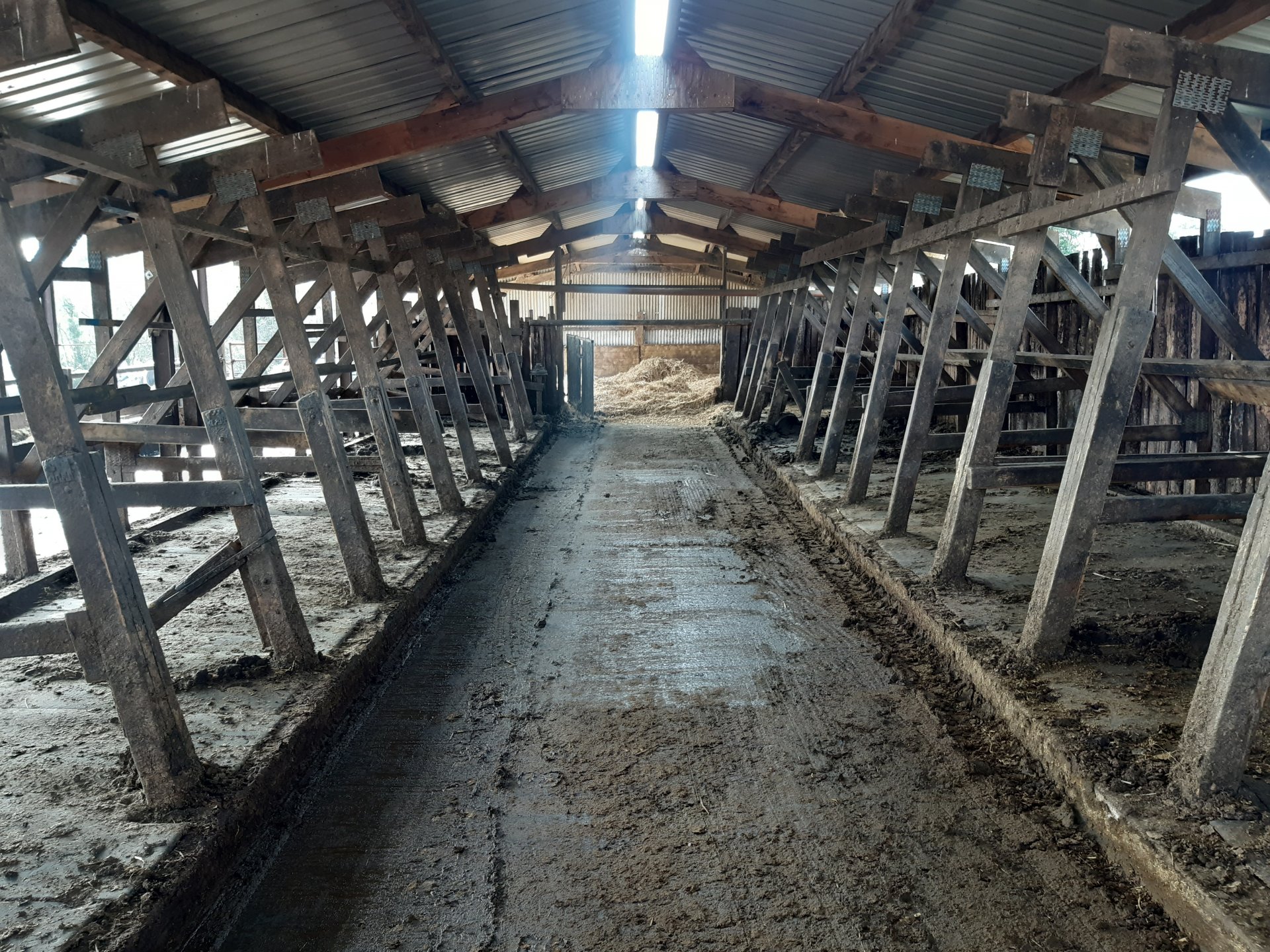 Suckler cows on straw bedded cubicles. Page 2 The Farming Forum