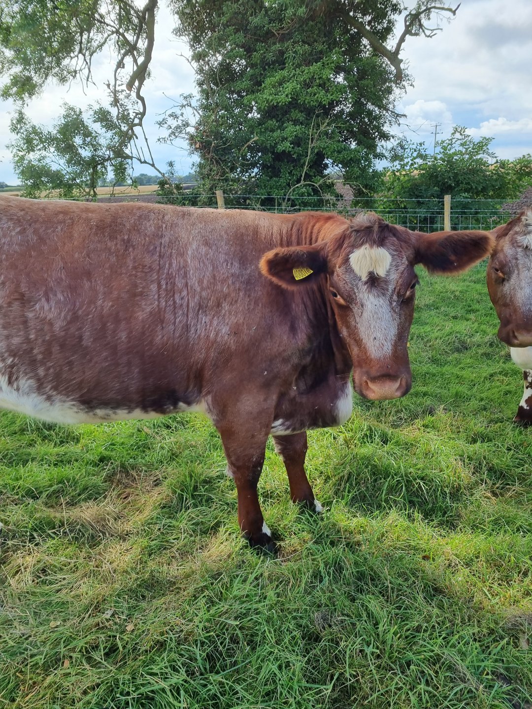 Swollen briskets in heifers The Farming Forum