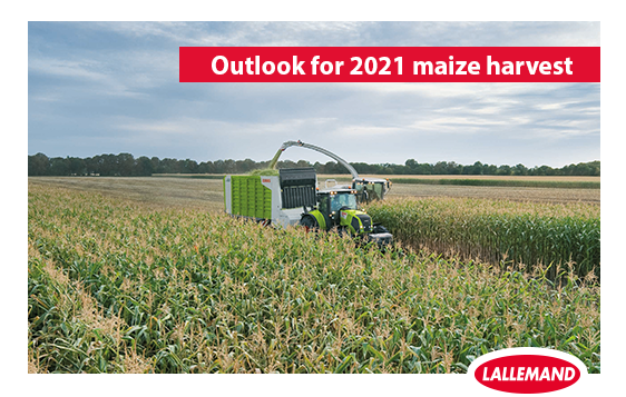 outlook for maize harvest.png outlook for maize harvest.png