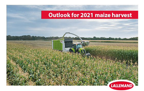 outlook for maize harvest.png