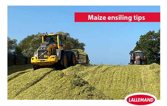 Maize ensiling tips.png Maize ensiling tips.png
