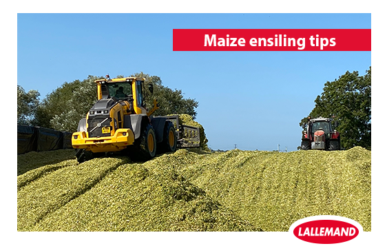 Maize ensiling tips.png