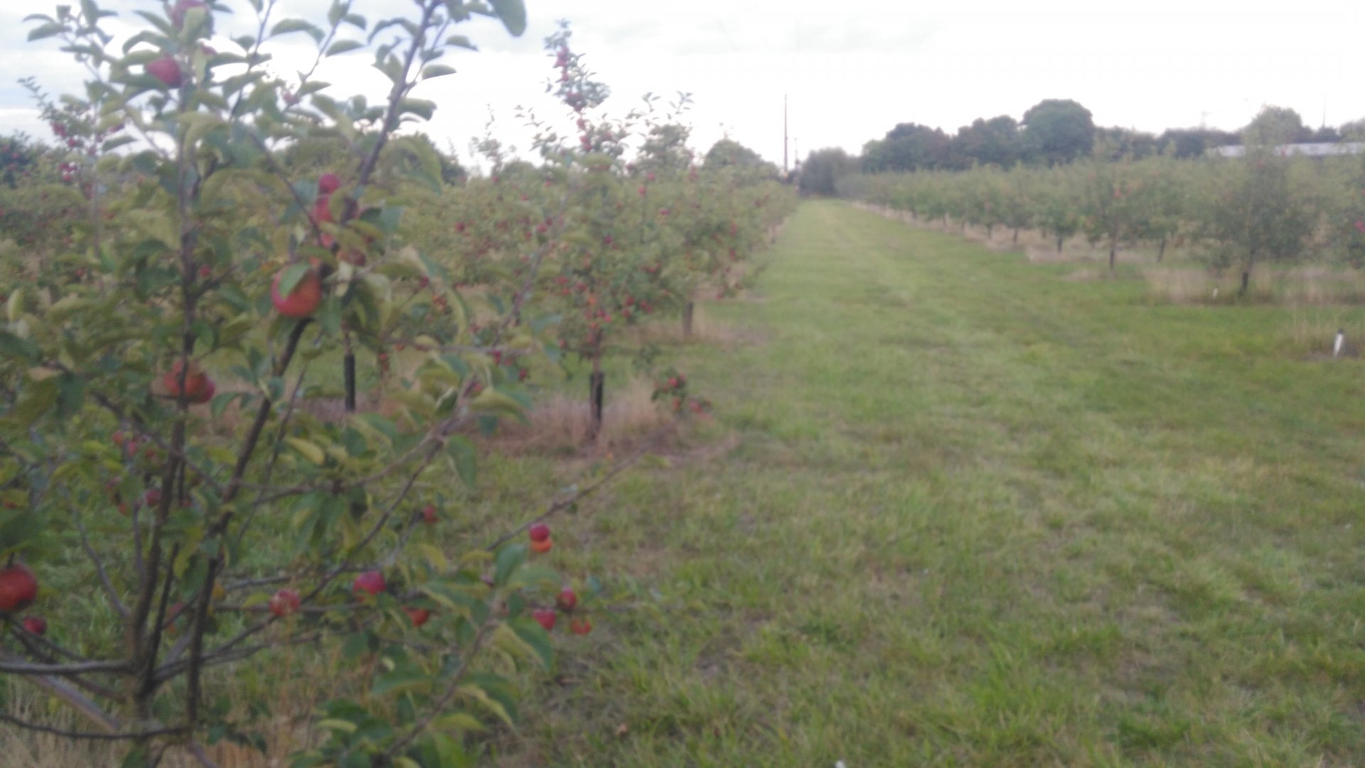 Any soft fruit growers out there? Page 10 The Farming Forum