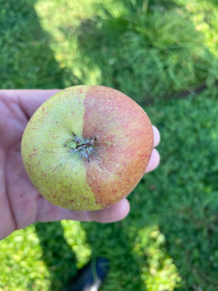 Any soft fruit growers out there? Page 10 The Farming Forum