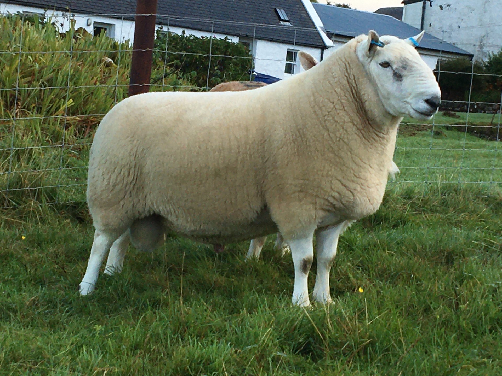 North Country Cheviot Sheep For Sale Ontario North country cheviot | Page 17 | The Farming Forum