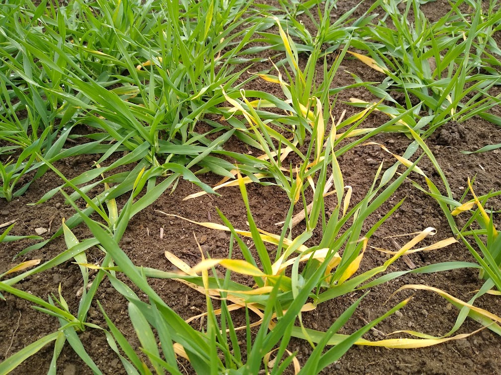 yellow barley.jpg yellow barley.jpg