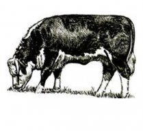 The Ruminant