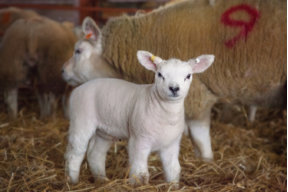 beltextexel