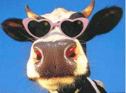 Holsteinfriesian90
